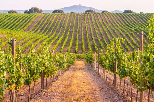 Rows of grapevines stretch across a sunlit vineyard, leading toward a distant hill with a small building on top. The scene is surrounded by scattered trees and a clear sky.